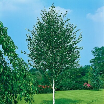 Betula utilis ´Doorenbos´ - na vysokokmeni, 6/8