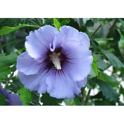 Ibištek - Hibiscus syriacus ´Marina´ - 40/50cm