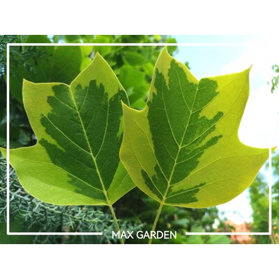 Ľaliovník tulipánokvetý - Liriodendron tulipifera ´Aureomarginatum´ Co18/25L 200/250