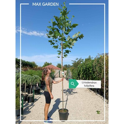 Liriodendron tulipifera – ľaliovník tulipánokvetý | Exotický strom s tulipánovými kvetmi