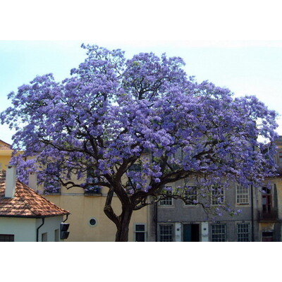 Paulownia tomentosa - 230cm - LEN NA OSOBNÝ ODBER!