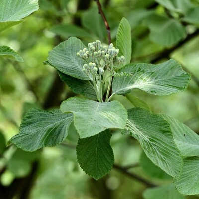 Sorbus aria ´Lutescens´ – jarabina mukyňová | Strom s dekoratívnymi striebristými listami