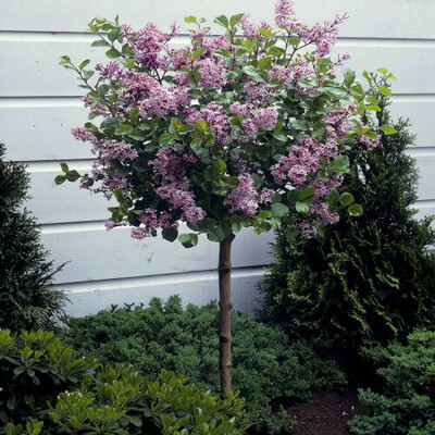 Syringa meyeri ´Palibin´ – orgován meyerov na kmienku | Kompaktný a bohato kvitnúci