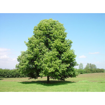 Tilia cordata ´Greenspire´ – lipa malolistá | Elegantná alejová odroda
