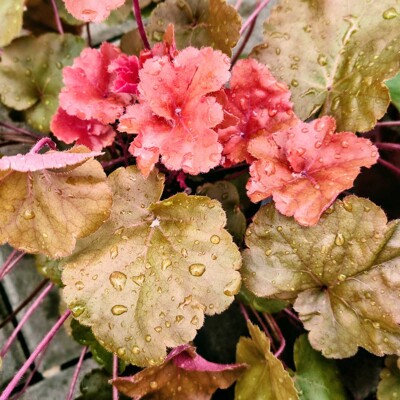 Heuchera ´Orange Dream´ | Koralový zvonček | Oranžové listy | Tieňomilná trvalka