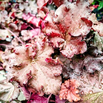 Heuchera ´Carmencita´ | Koralový zvonček | Červené listy | Nenáročná trvalka