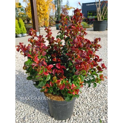 Leucothoe 'Curly Red' – Predaj, kučeravé listy, červená farba zima, kyslomilný ker, vždyzelená