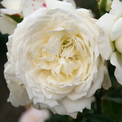 Ruža 'Alaska Future' – Predaj, biela, plná, opakovane kvitnúca, extrémne mrazuvzdorná