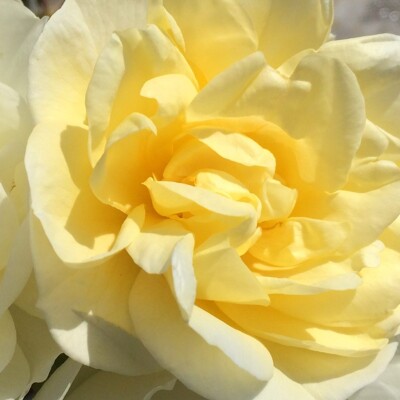 Ruža 'Alister Stella Gray' – Predaj, žltá, opakovane kvitnúca, historická odroda