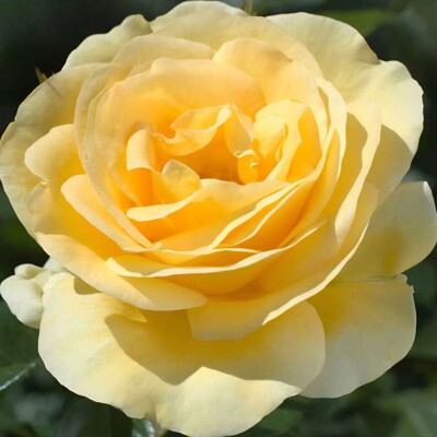 Ruža 'Jackson Perkins' – Predaj, žltá, kvitne opakovane, silná, zdravá popínavka