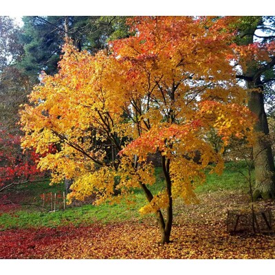 Javor dlaňolistý 'Orange Dream' – nakúpiť v MaxGarden