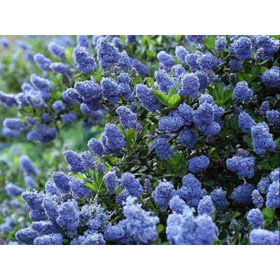 Ceanothus 'Repens' – plazivý kalifornský orgován s modrými kvetmi