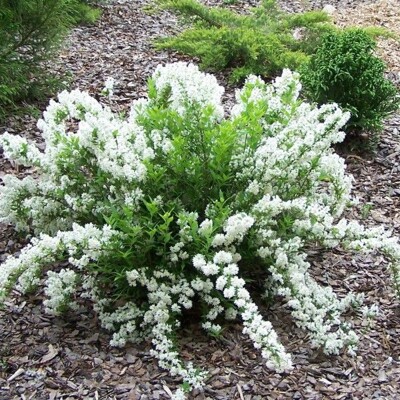 Trojpuk nežný 'Nikko' – nízky kvitnúci ker do skalky