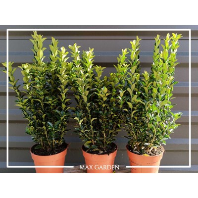 Euonymus japonicus 'Green Spire' – Úzky vždyzelený stĺp pre modernú záhradu