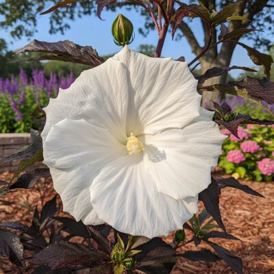Ibištek bahenný – veľkokvetý mrazuvzdorný ibištek