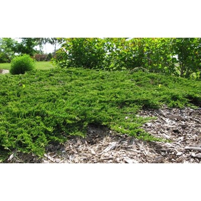 Borievka rozprestretá 'Prince of Wales' – hustý zelený koberec