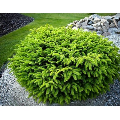 Smrek obyčajný 'Nidiformis' – hniezdovitý zakrslý ihličnan