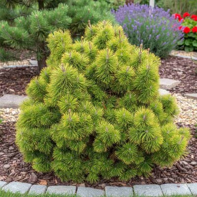 Borovica horská 'Zundert' – zimná zlatá kosodrevina