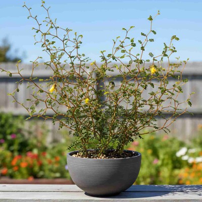 Sophora prostrata 'Little Baby' – unikátny cik-cak ker typu bonsai