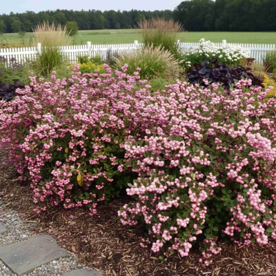 Symphoricarpos 'Magic Berry' – ker s bohatou nádielkou ružových bobúľ