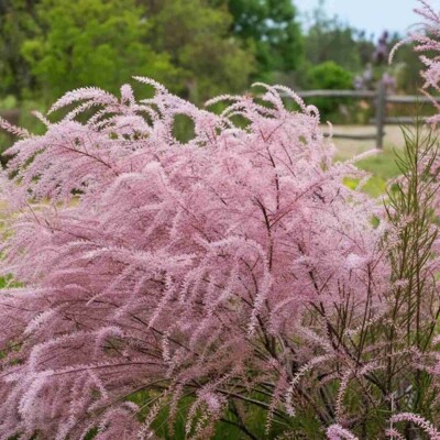 Tamarix ramosissima – vzdušný ker s ružovým kvetenstvom