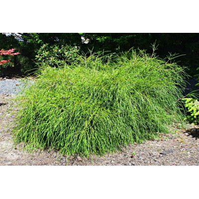 Thuja plicata 'Whipcord' – unikátna zavitá tuja s ostorsatými vetvami