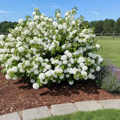 Kalina japonská 'Magical Spring Glory' – snehobiely kvetinový závoj