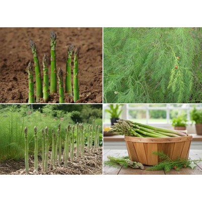 Asparágus lekársky (Špargľa) – delikátna zelenina a okrasná trvalka