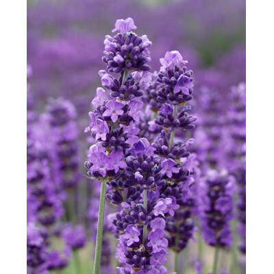 Levanduľa úzkolistá – najlepšia odroda na esenciálne oleje