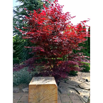 Acer palmatum 'Fireglow': Japonský javor so žiarivým červeným lístím