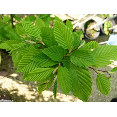 Hrab obyčajný - Carpinus betulus Fastigiata - vysokokmeň