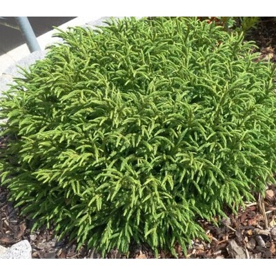 Kryptoméria japonská ´Little Champion´ BONSAI (190/210 cm) – Exkluzívny solitér