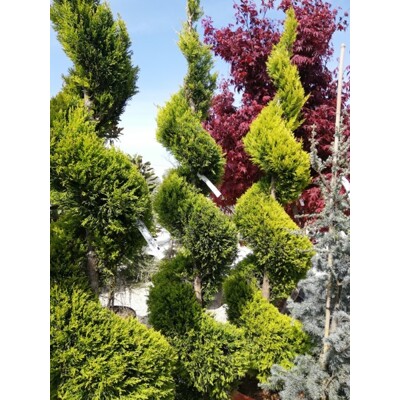 Cyprusovec leylandský ´Castlewellan Gold´ na kmeni, kužeľovitý – Zlatý solitér