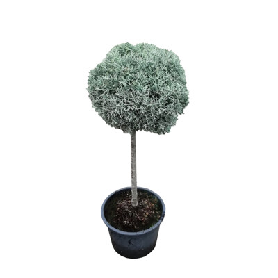 Cyprus arizónsky ´Fastigiata´ na kmeni – Strieborná guľa na kmienku