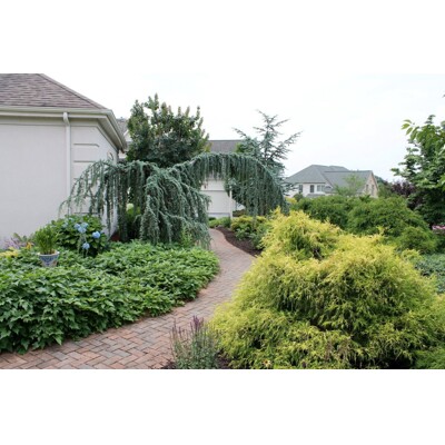 Céder atlantský 'Glauca Pendula' – Modrosivý previsnutý unikát