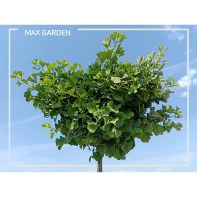 Ginko dvojlaločné ´Mariken´ na kmeni – Okrasný guľovitý stromček