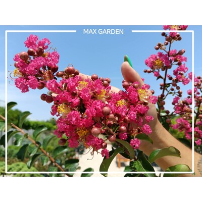 Myrta krepová ´Caroline Beauty´ – Malinovo-červený okrasný ker do záhradyč