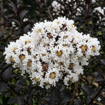 Myrta krepová Black Solitaire ´Coconut Sorbet´ na kmienku – Čierne listy