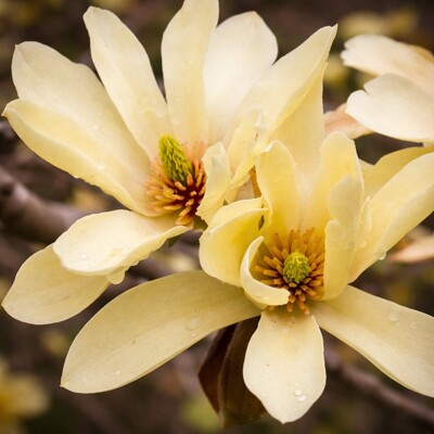 Magnólia ´Butterflies´ – Najkrajšia žltá magnólia do záhrady