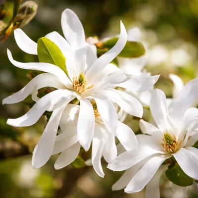 Magnólia hviezdokvetá ´Royal Star´ – Snehobiele voňavé kvety