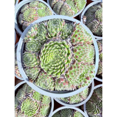 Skalná ruža - Sempervivum - sp. 17