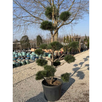 Borovica japonská ´Sayonara´ BONSAI – Exkluzívne Niwaki