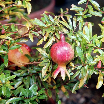 Granátovník púnsky ´Nana´ – Trpasličí granátovník do kvetináča