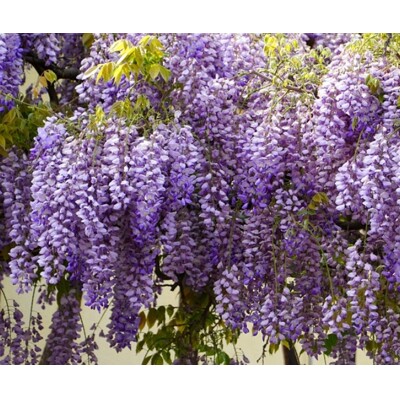 Vistéria ´Murasaki Kapitan´ – Voňavá fialová popínavka