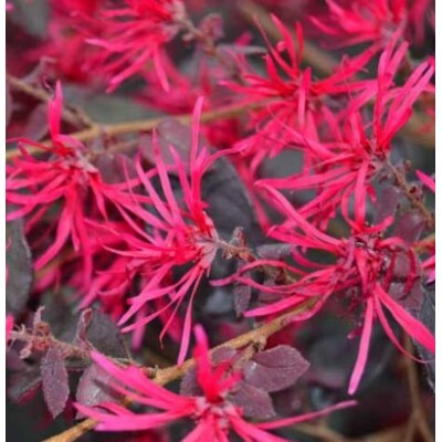 Loropetalum chinense ´Rubrum´ bonsai – Purpurový skvost s ružovými kvetmi