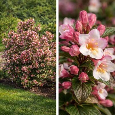 Vajgela kvetnatá ´Vintage Love´ – Ker s krémovo-ružovými kvetmi