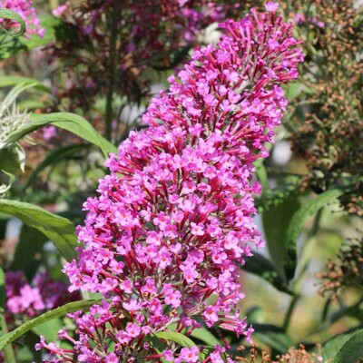 Budleja Davidova ´Pink Cascade´ – Previsnutý ružový vodopád kvetov