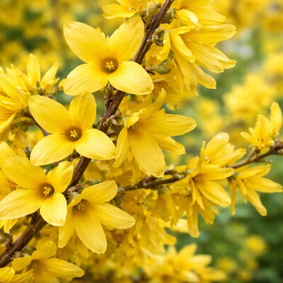 Forsythia Mikador, zlatovka prostredná, zlatý dážď kompaktný, nízke kvitnúce kríky, jarné kvety žlté