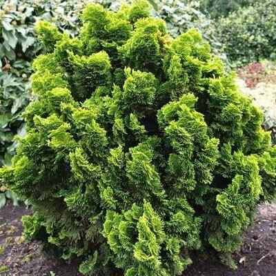 Cypruštek tupolistý ´Nana Aurea´ – Zlatý trpasličí ihličnan