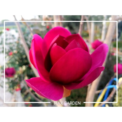 Magnólia ´Genie´ – Tmavopurpurová kráska do každej záhrady